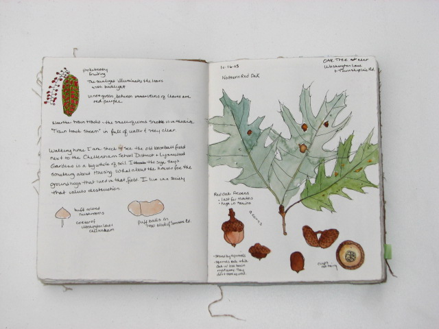 white page journal open with color drawing of leaf and nuts with writing
