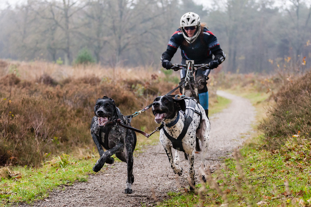 bikejoring with two dogs