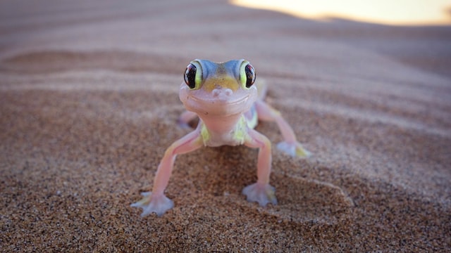 a small gecko on sand looking at you