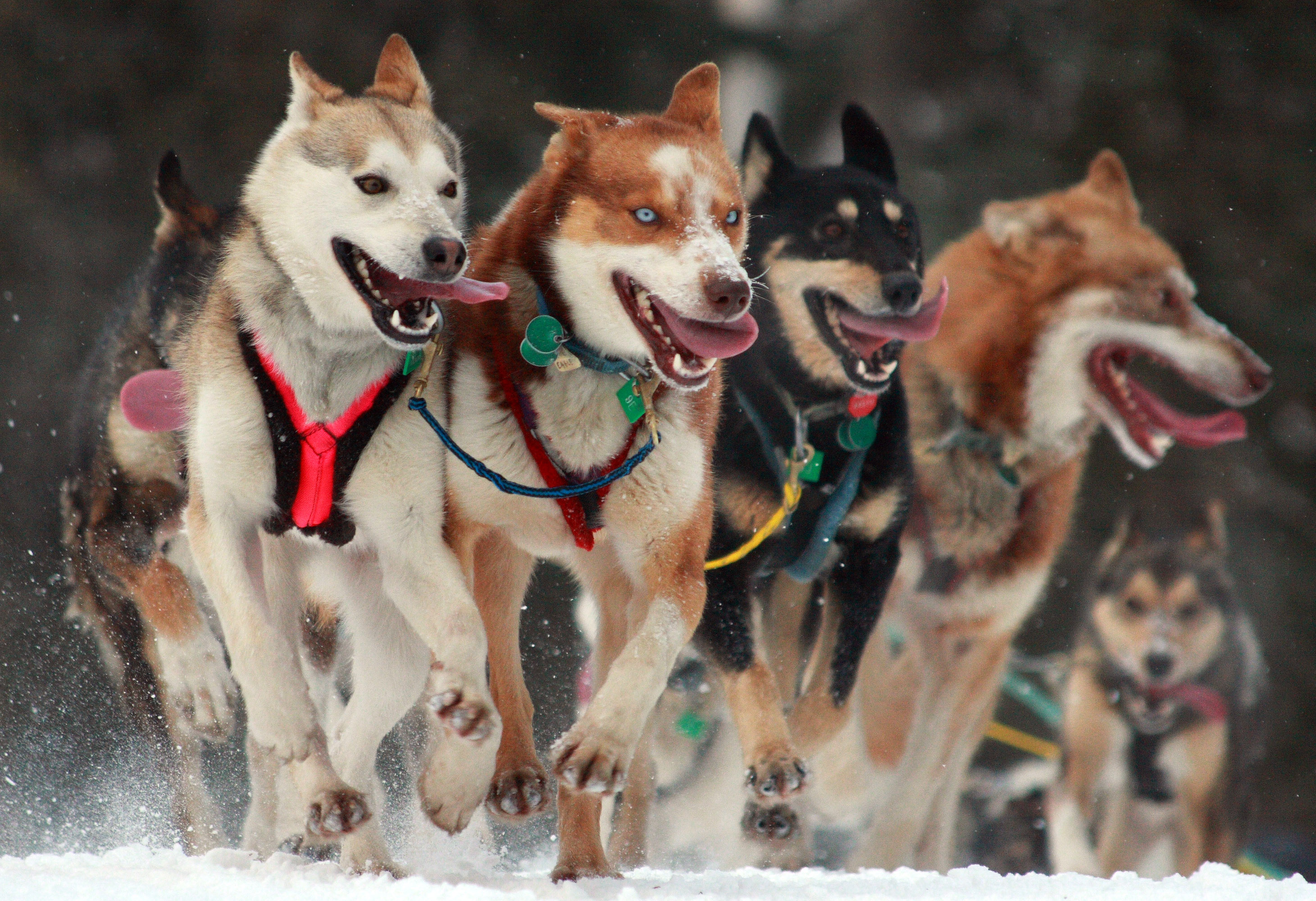 sled dogs harnessed and racing