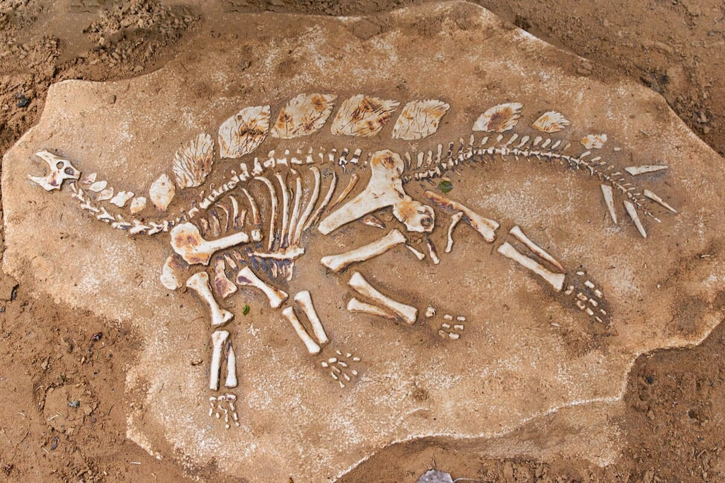 dinosaur fossil
