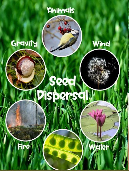 seed dispersal