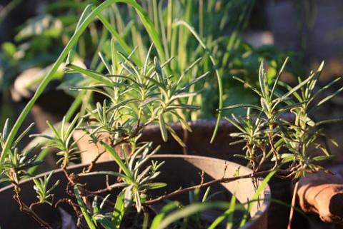 growing herbs