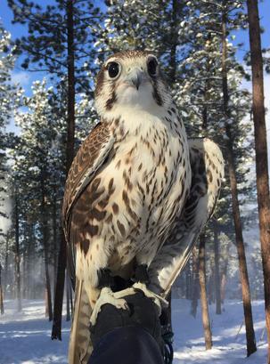 prairie falcon