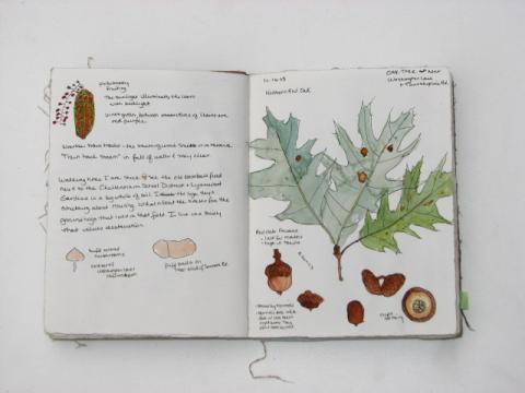 white page journal open with color drawing of leaf and nuts with writing