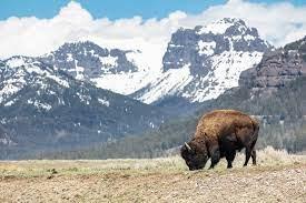 bison