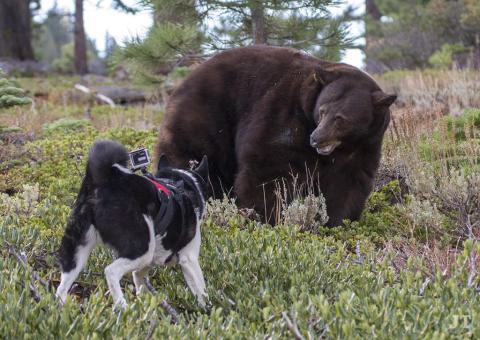 bear dogs