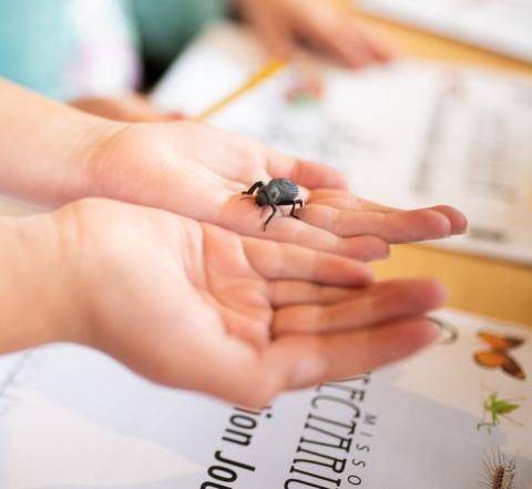 child holding insect