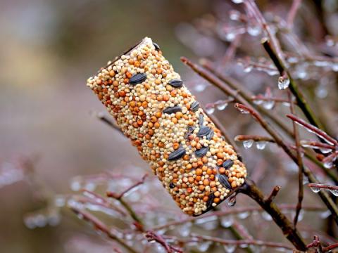 bird seed covered toilet paper tube on a tree branch