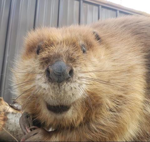 Huckleberry the beaver