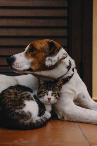 dog and cat sitting on wood floor next to each other