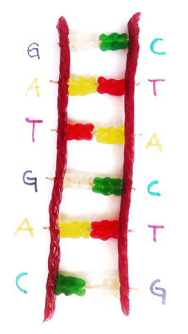 candy DNA model