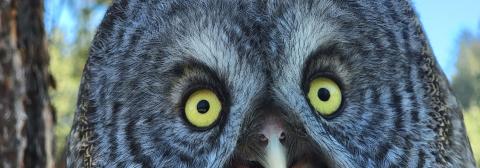close up of an owl's eyes