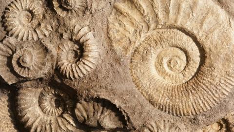 fossils