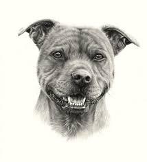 pet portrait