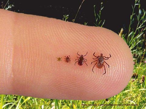 tick sizes