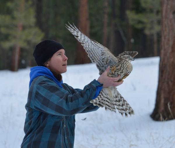 raptor release