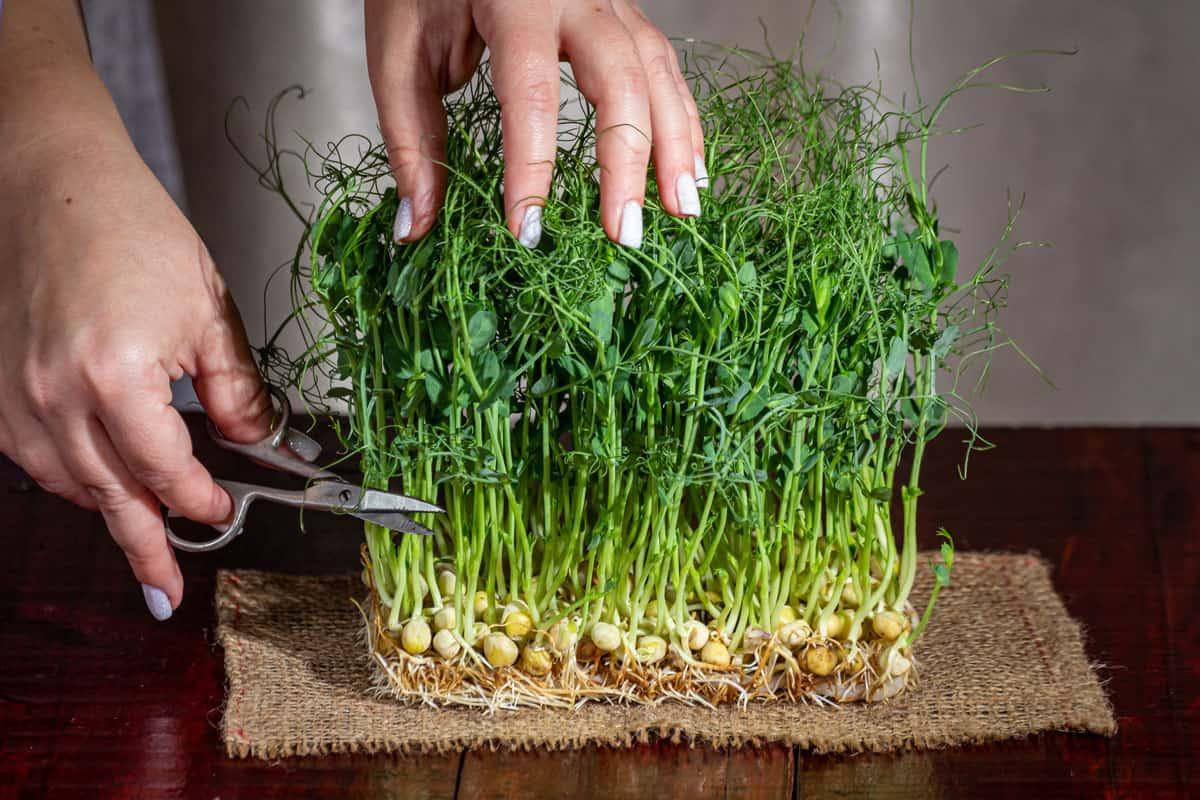 microgreens