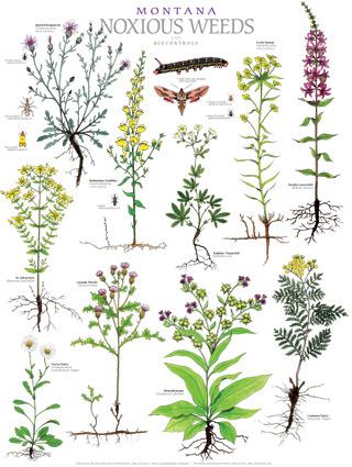 pictures of various montana weeds