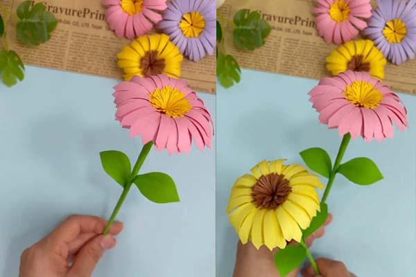 chrysanthemum