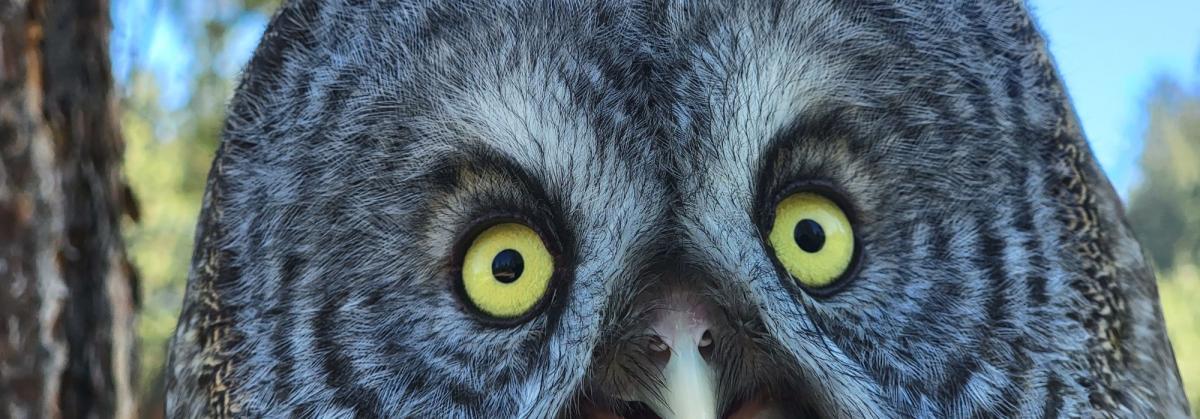 close up of an owl's eyes